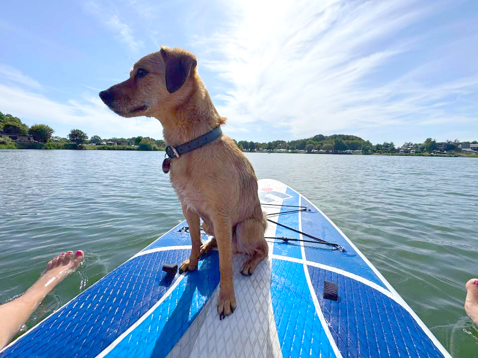 Friesensee_Hund_auf_dem_SUP_auf_dem_See